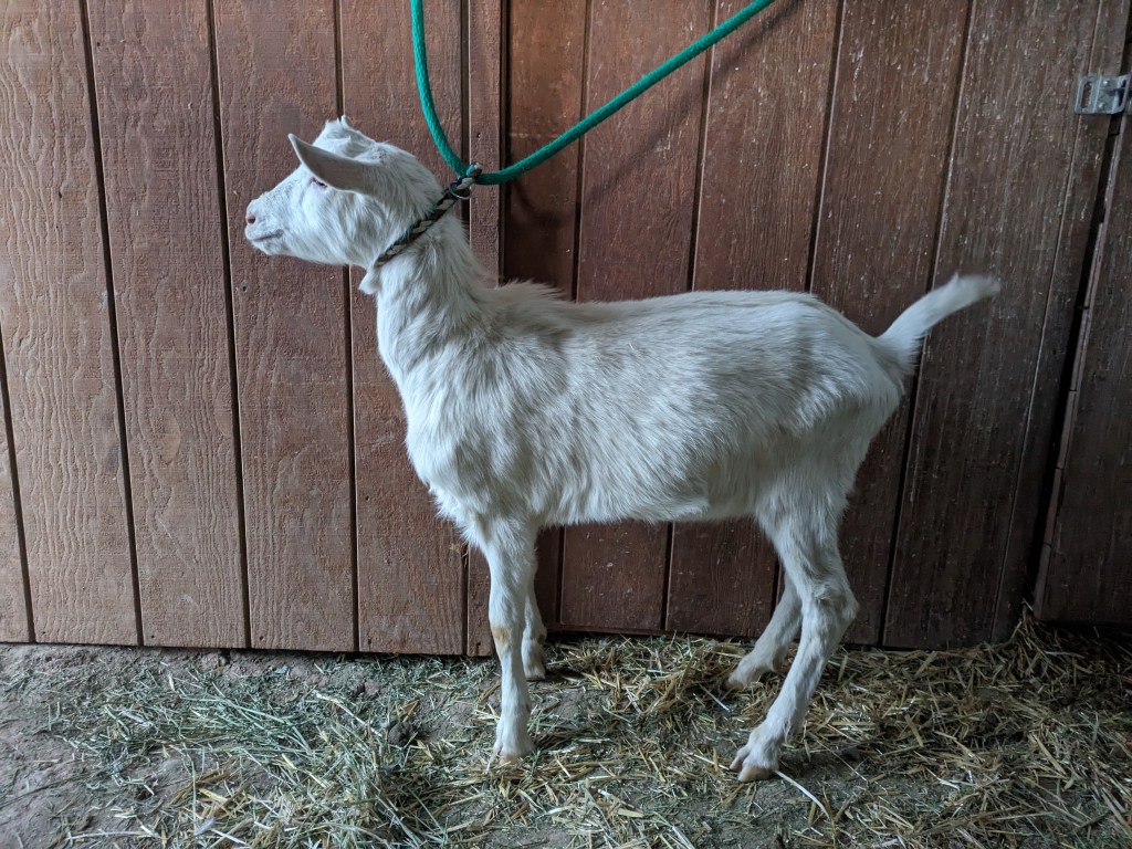 Blue, a Saanen wethered goat for sale near Parker, CO.
