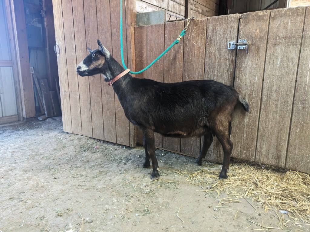 Emma - Alpine-Nubian cross. Dry doe.