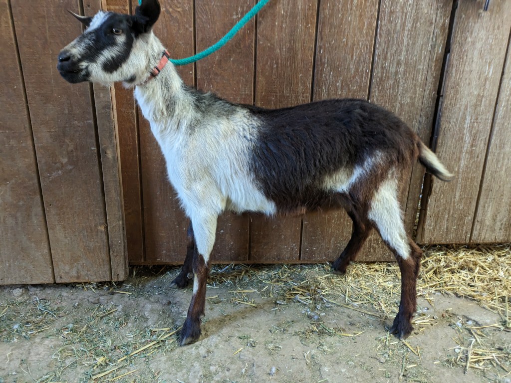 Emmy-Lou - Alpine Yearling for sale in Parker, CO