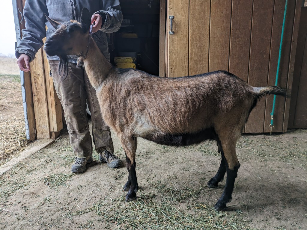 Kaya a Nubian-Alpine doe in milk for sale in Parker, CO.