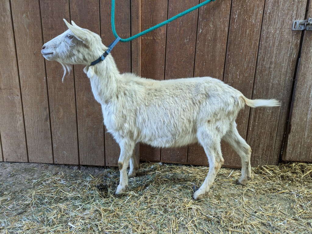 Layla - Saanen-Alpine two-year-old dry do for sale in Parker, CO