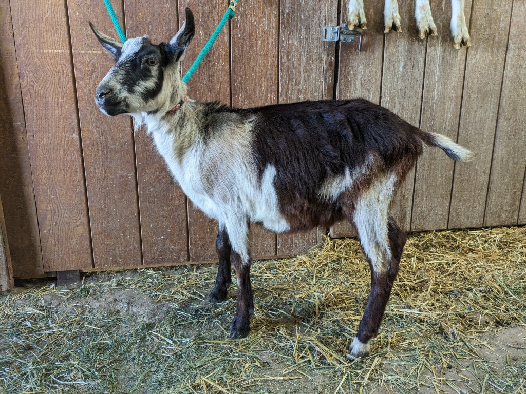 Max - Alpine wether - goat for sale in Parker, CO