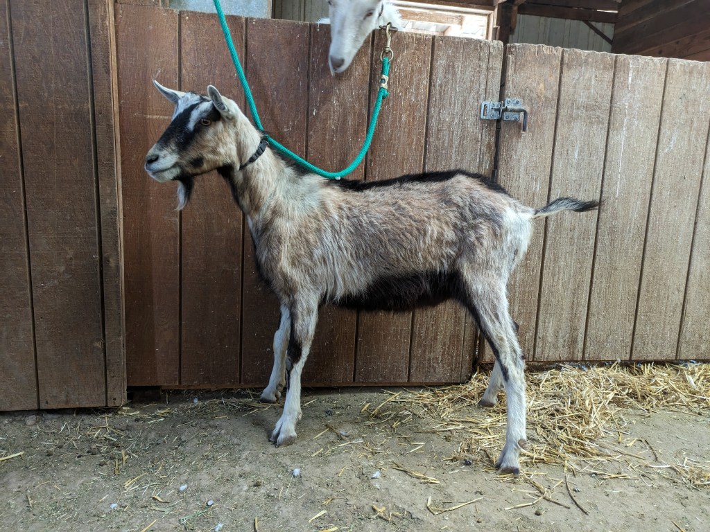 Micah - Alpine Wether - for sale in Parker, CO