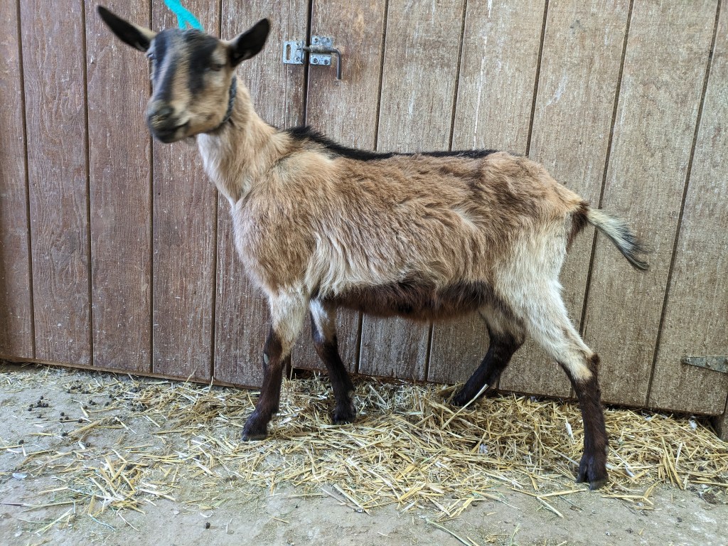 Tarzan - alpine goat for sale - yearling wether - Parker, CO