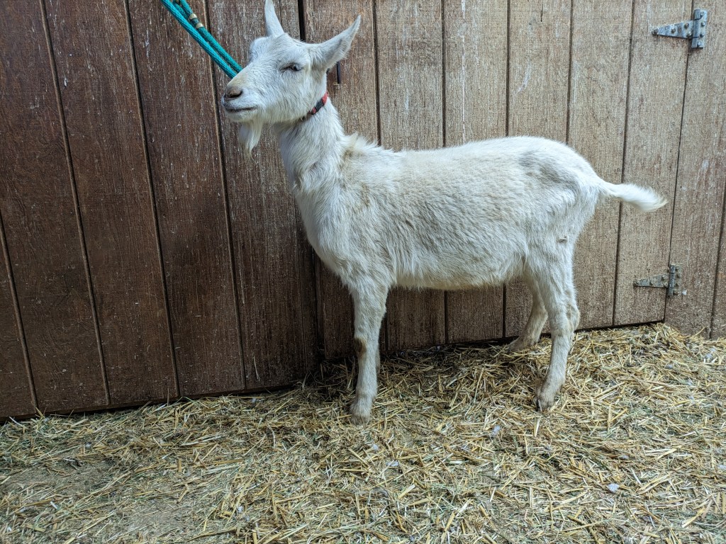 Goji - Alpine-Saanen wethered goat, good for packing and 4H