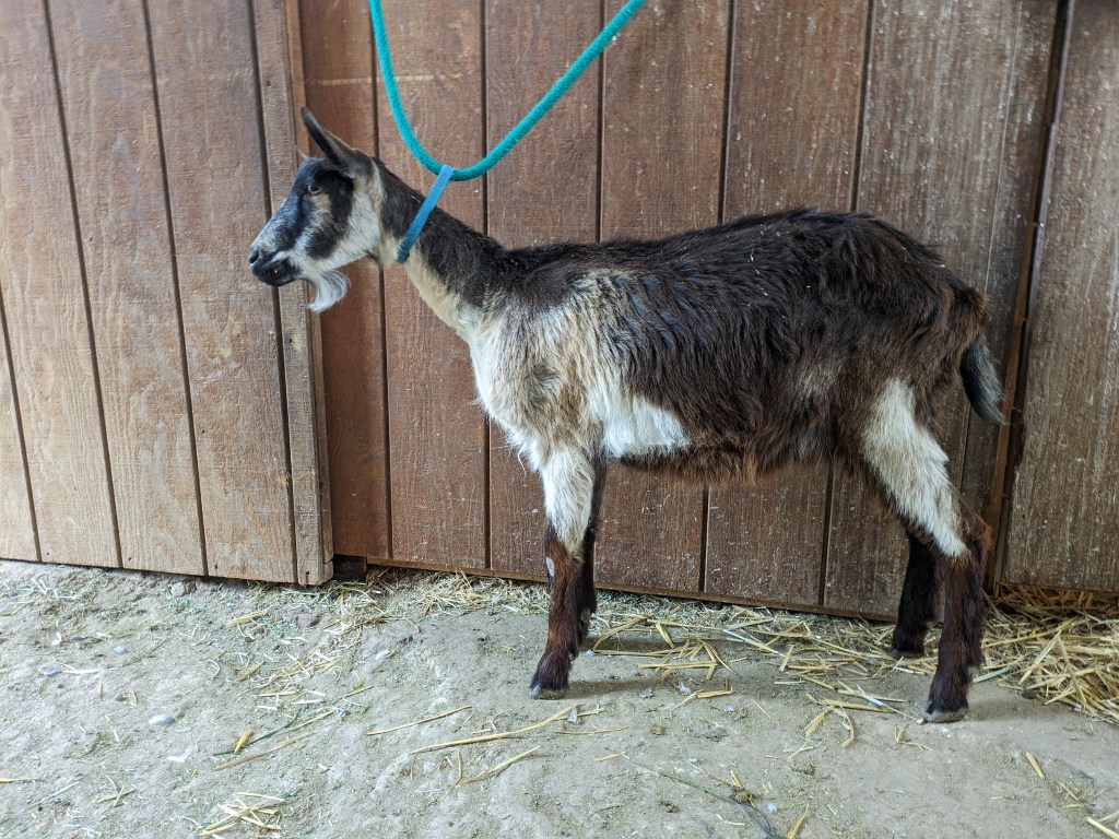 Nala is an Alpine goat yearling doe for sale in Parker, CO.