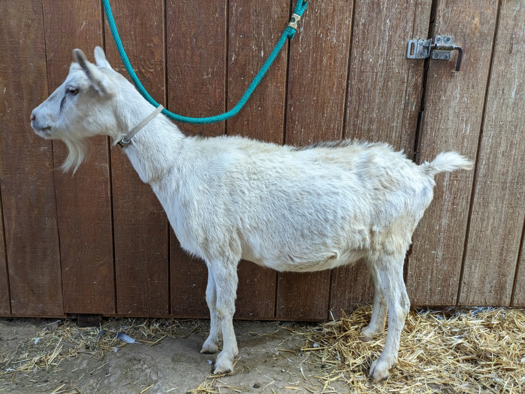 Calla - saanen and alpine cross, dry doe for sale near Parker, Colorado.